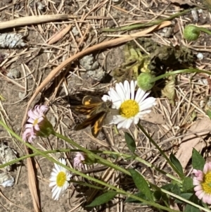 Ocybadistes walkeri at Lyneham, ACT - 28 Oct 2023