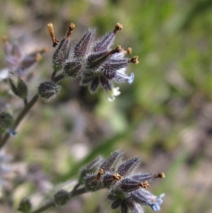 Myosotis discolor at Canberra Central, ACT - 29 Sep 2023