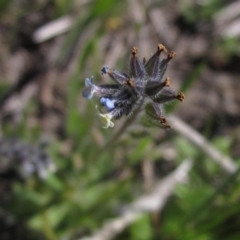 Myosotis discolor at Canberra Central, ACT - 29 Sep 2023