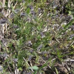 Myosotis discolor at Canberra Central, ACT - 29 Sep 2023