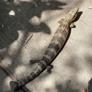 Tiliqua scincoides scincoides at Lyneham, ACT - 28 Oct 2023