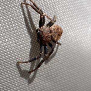 Cymbacha ocellata at Jerrabomberra, NSW - 28 Oct 2023