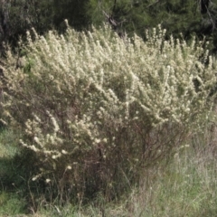 Hakea microcarpa (Small-fruit Hakea) at Umbagong District Park - 26 Oct 2023 by pinnaCLE