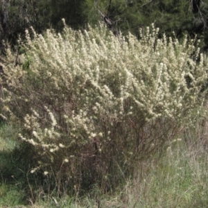 Hakea microcarpa at Latham, ACT - 26 Oct 2023