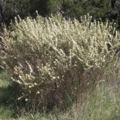 Hakea microcarpa (Small-fruit Hakea) at Latham, ACT - 26 Oct 2023 by pinnaCLE