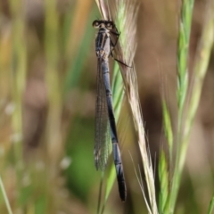 Ischnura heterosticta (Common Bluetail Damselfly) at Bandiana, VIC - 27 Oct 2023 by KylieWaldon