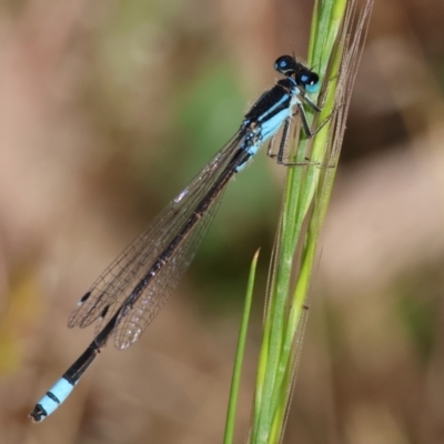 Ischnura heterosticta (Common Bluetail Damselfly) at Bandiana, VIC - 27 Oct 2023 by KylieWaldon