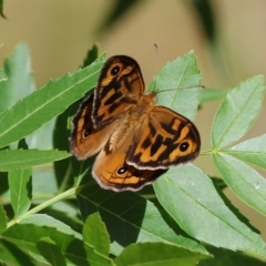 Heteronympha merope (Common Brown Butterfly) at Bandiana, VIC - 27 Oct 2023 by KylieWaldon