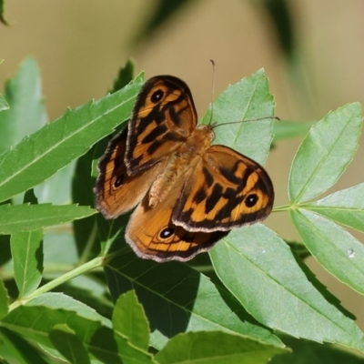 Heteronympha merope (Common Brown Butterfly) at Bandiana, VIC - 27 Oct 2023 by KylieWaldon