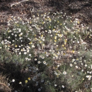 Leucochrysum albicans subsp. tricolor at Latham, ACT - 17 Oct 2023