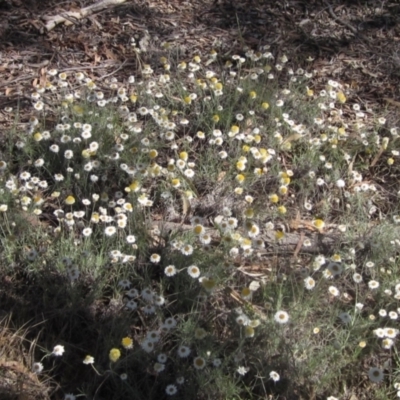Leucochrysum albicans subsp. tricolor (Hoary Sunray) at Latham, ACT - 17 Oct 2023 by pinnaCLE