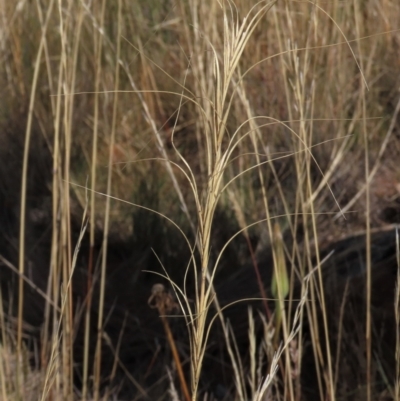 Anthosachne scabra (Common Wheat-grass) at Bobundara, NSW - 7 Mar 2021 by AndyRoo