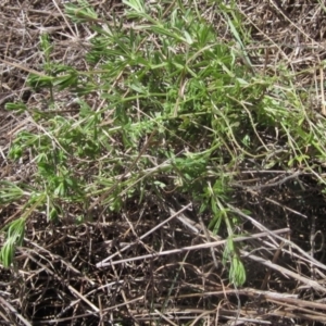 Galium aparine at Macgregor, ACT - 17 Oct 2023