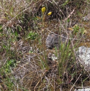 Bulbine bulbosa at Macgregor, ACT - 17 Oct 2023