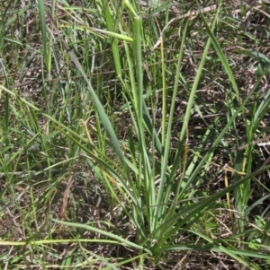 Arthropodium fimbriatum at Latham, ACT - 17 Oct 2023