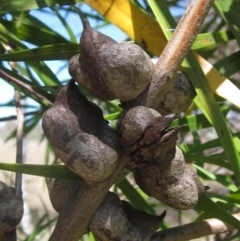 Hakea eriantha (Tree Hakea) at Umbagong District Park - 17 Oct 2023 by pinnaCLE