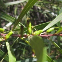 Hakea eriantha at Macgregor, ACT - 17 Oct 2023