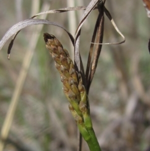 Microtis sp. at Macgregor, ACT - 17 Oct 2023