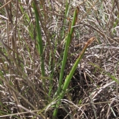 Microtis sp. at Macgregor, ACT - 17 Oct 2023