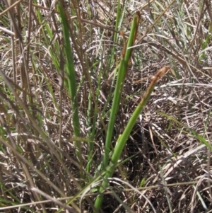 Microtis sp. at Macgregor, ACT - 17 Oct 2023