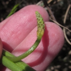 Microtis sp. at Macgregor, ACT - 17 Oct 2023