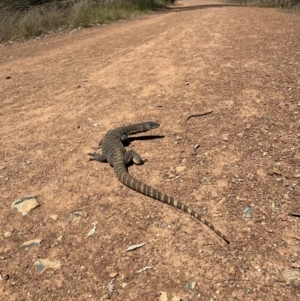 Varanus rosenbergi at Majura, ACT - suppressed