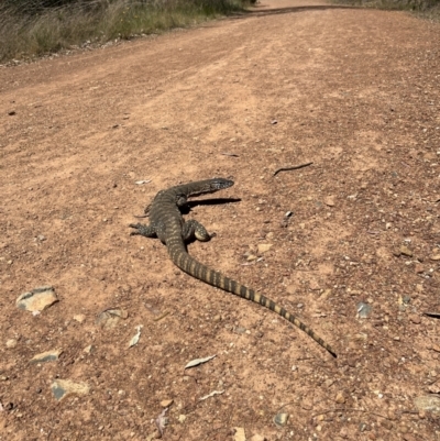 Varanus rosenbergi (Heath or Rosenberg's Monitor) at Majura, ACT - 26 Oct 2023 by bridgetlunn