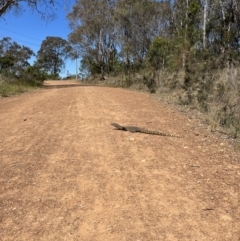 Varanus rosenbergi at Majura, ACT - suppressed