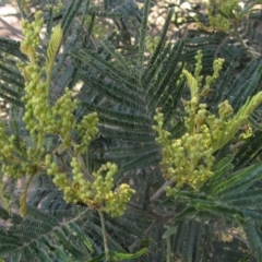 Acacia mearnsii (Black Wattle) at Umbagong District Park - 17 Oct 2023 by pinnaCLE