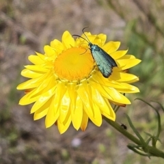 Pollanisus (genus) (A Forester Moth) at Belconnen, ACT - 28 Oct 2023 by sangio7