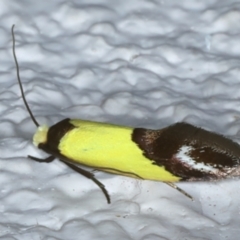 Edosa xystidophora (Tineid moth) at Ainslie, ACT - 24 Oct 2023 by jb2602