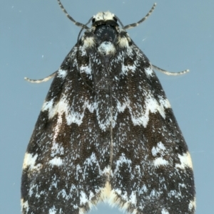 Halone coryphoea at Ainslie, ACT - 24 Oct 2023 09:08 PM