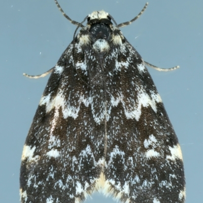 Halone coryphoea (Eastern Halone moth) at Ainslie, ACT - 24 Oct 2023 by jb2602