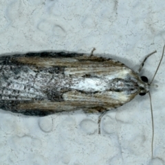 Cryptoptila immersana (A Tortricid moth) at Ainslie, ACT - 24 Oct 2023 by jb2602