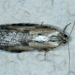 Cryptoptila immersana at Ainslie, ACT - 24 Oct 2023