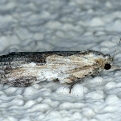 Cryptoptila immersana at Ainslie, ACT - 24 Oct 2023