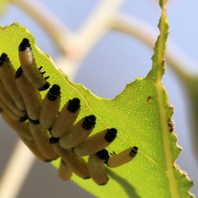 Paropsis atomaria (Eucalyptus leaf beetle) at Bandiana, VIC - 27 Oct 2023 by KylieWaldon