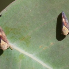 Brunotartessus fulvus (Yellow-headed Leafhopper) at Bandiana, VIC - 27 Oct 2023 by KylieWaldon