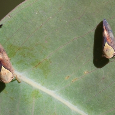 Brunotartessus fulvus (Yellow-headed Leafhopper) at Bandiana, VIC - 27 Oct 2023 by KylieWaldon