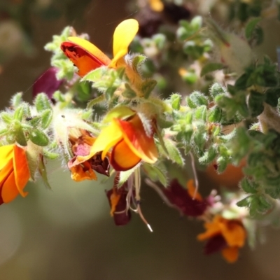 Pultenaea foliolosa (Small Leaf Bushpea) at Bandiana, VIC - 27 Oct 2023 by KylieWaldon