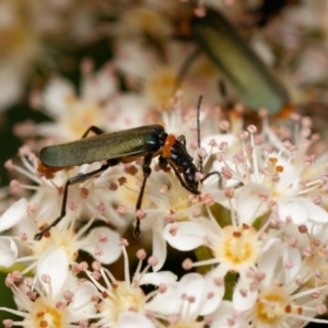 Chauliognathus lugubris at Downer, ACT - 28 Oct 2023