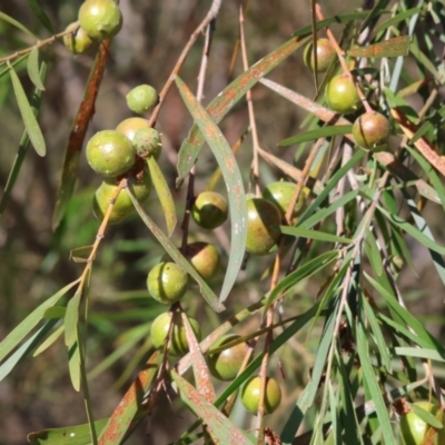 Unidentified Acacia Gall at Bandiana, VIC - 27 Oct 2023 by KylieWaldon