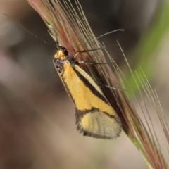 Philobota undescribed species near arabella (A concealer moth) at Bandiana, VIC - 28 Oct 2023 by KylieWaldon