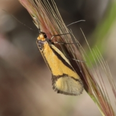 Philobota arabella at Bandiana, VIC - 27 Oct 2023 by KylieWaldon