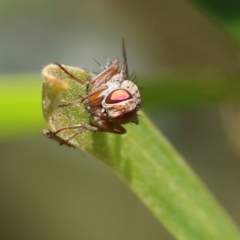 Unidentified True fly (Diptera) at Bandiana, VIC - 27 Oct 2023 by KylieWaldon