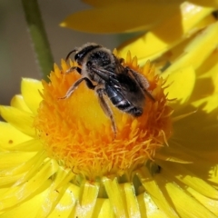 Lasioglossum (Chilalictus) sp. (genus & subgenus) at Bandiana, VIC - 28 Oct 2023 by KylieWaldon