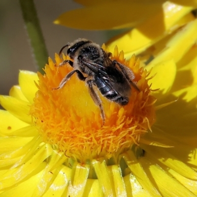 Lasioglossum (Chilalictus) sp. (genus & subgenus) at Bandiana, VIC - 28 Oct 2023 by KylieWaldon