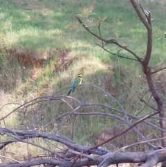 Merops ornatus (Rainbow Bee-eater) at Wirlinga, NSW - 20 Oct 2023 by RobCook