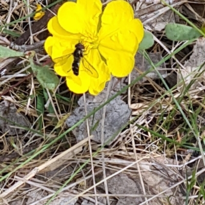 Melangyna sp. (genus) (Hover Fly) at Tuggeranong, ACT - 28 Oct 2023 by galah681