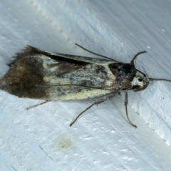 Oecophoridae (family) (Unidentified Oecophorid concealer moth) at Ainslie, ACT - 26 Oct 2023 by jb2602